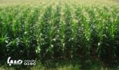 سفر «تهرانگرد» به روستای چالتاسیان